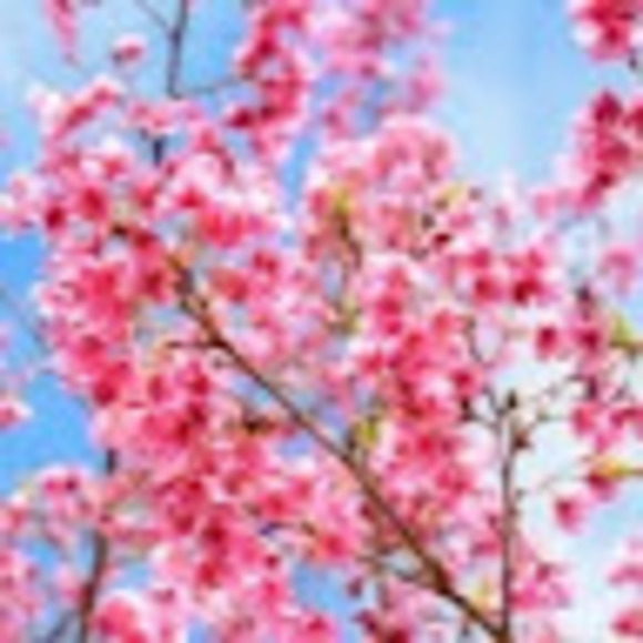 Meet your Posher, Reina - Picture 1 of 1